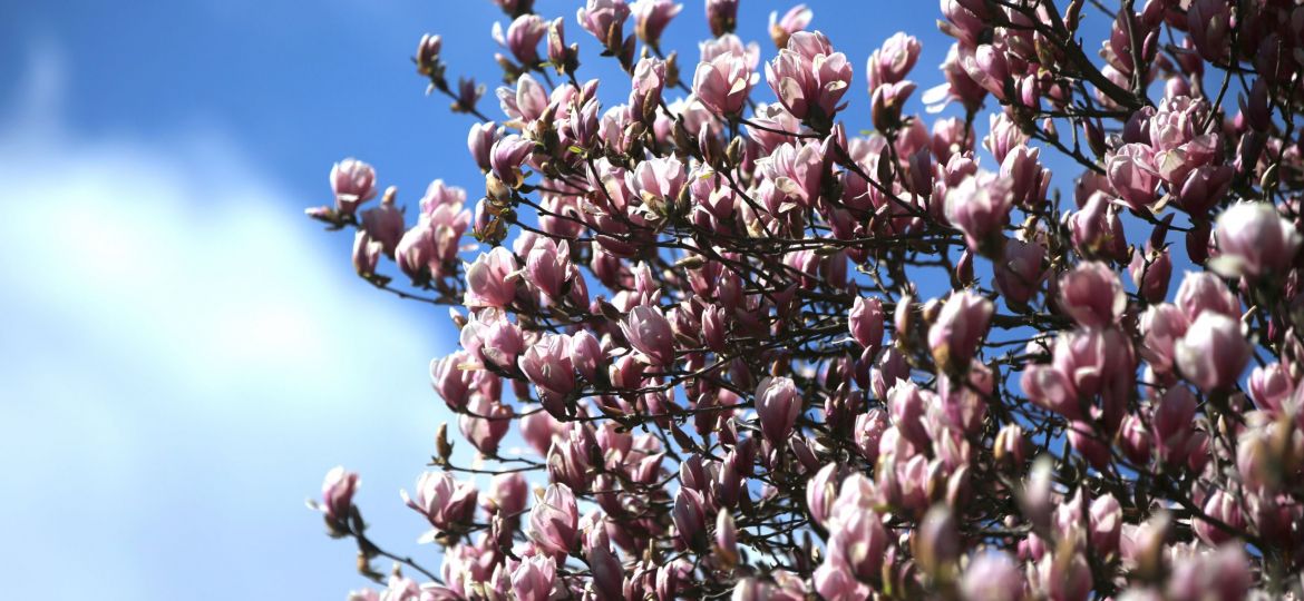 MAGNOLIA BLOSSOMS