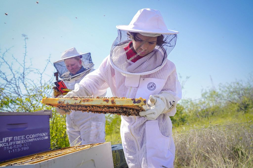 Fifth-grade student David Silva wears a beekeeping suit while inspecting a beehive frame.