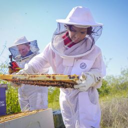 Fifth-grade student David Silva wears a beekeeping suit while inspecting a beehive frame.