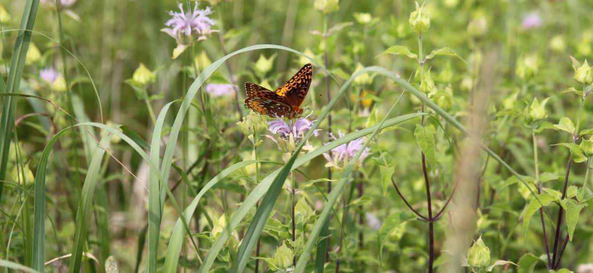 Butterfly gathers nectar on property of the Dominican sisters in Michigan