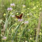 A butterfly gathers nectar on bee balm on a natural area of the property of the Dominican sisters of Adrian, Michigan, June 30. The congregation has part of their land in permaculture, allowing plants, animals and insects to co-exist in a natural ecosystem. (CNS photo/Dennis Sadowski) See DOMINICANS-GROW and RELIGIOUS-ENVIRONMENT July 8, 2015.