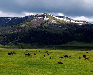 A file photo shows a herd of bison graze in the Lamar Valley in Yellowstone National Park in Wyoming. (OSV News photo/Jim Urquhart , Reuters)