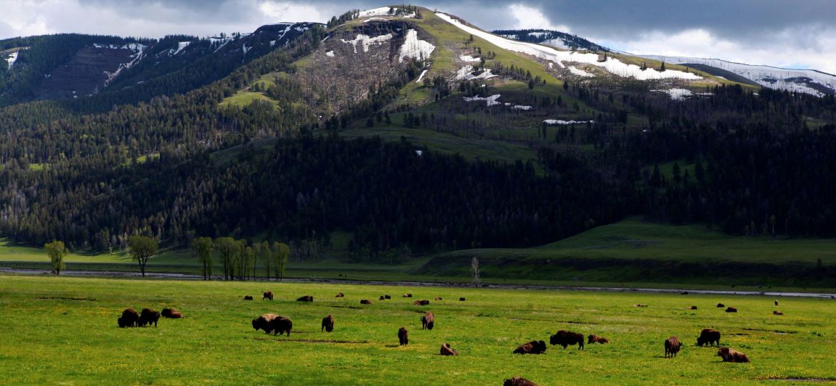 YELLOWSTONE PARK BISON
