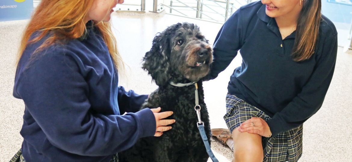 HATTIE MAE THERAPY DOG MISSOURI CATHOLIC SCHOOL