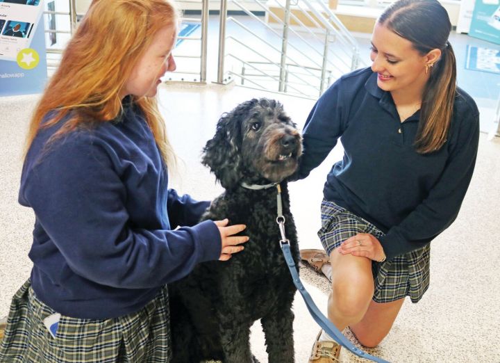 Lovable therapy dog brings serenity, fun to Catholic school every day ...