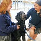 Students at Helias Catholic High School in Jefferson City, Mo., seen an undated photo, greet Hattie Mae, the school's new therapy dog. The lovable, 60-pound Bernese mountain dog-poodle mix has been trained and certified to help students find calm throughout their hectic school days. (OSV News photo/courtesy Tate Wehrle and Noah Doolittle)
